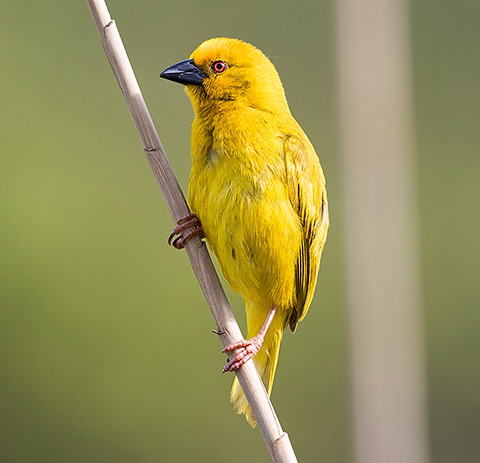 Yellow Weaver male